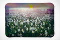 "Consider the Lilies"
